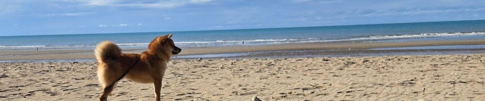 Celine D. (Au poil services)