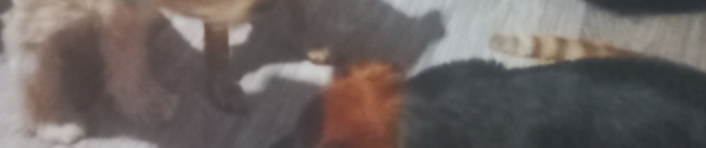 Lydie B. (Chipie toilettage)