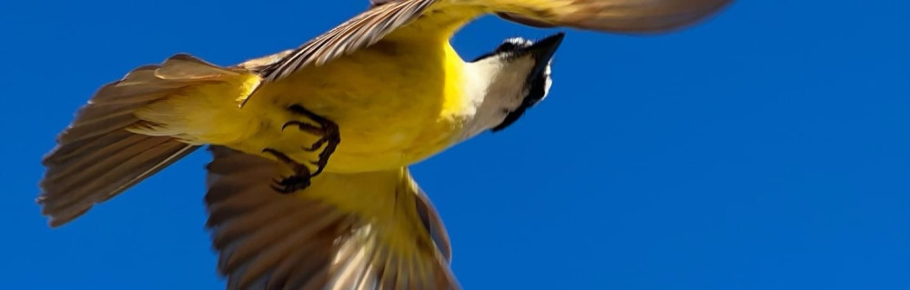 Kouame Juste Romaric D.