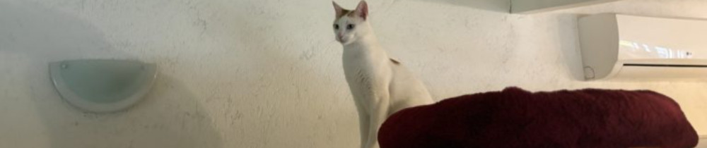 Entrechats