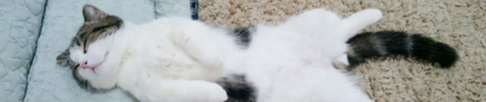 Alexandra D. (Dog&cat conseils)