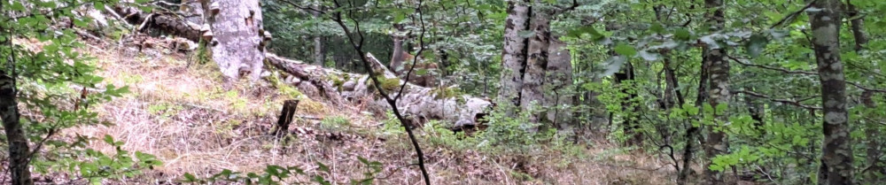 service d’amenagement paysager david m...