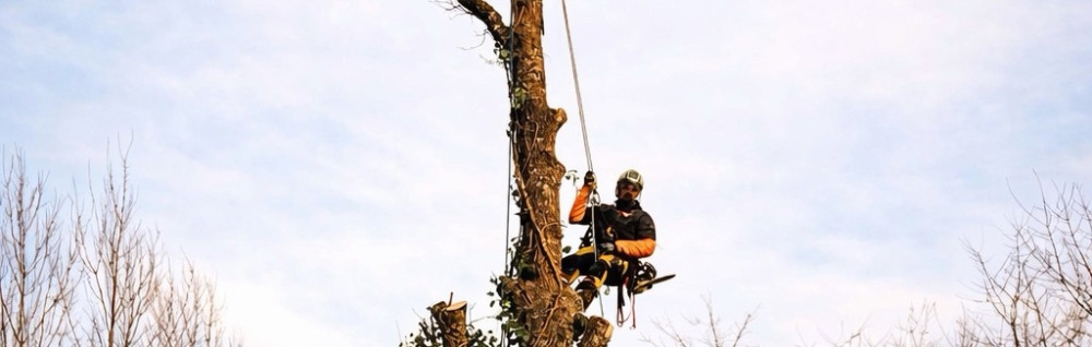 Arthur P. (D’arbre en Herbe)