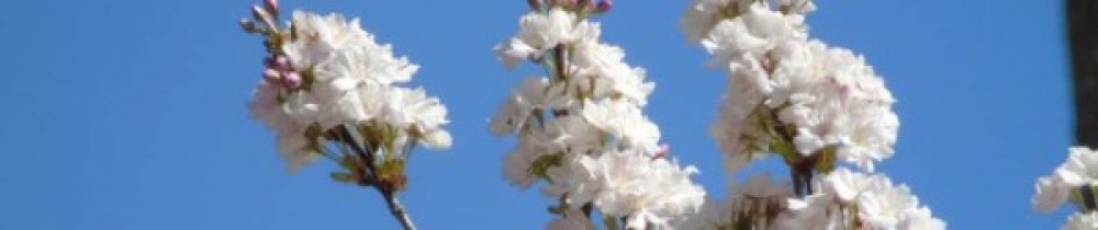 Spring H.