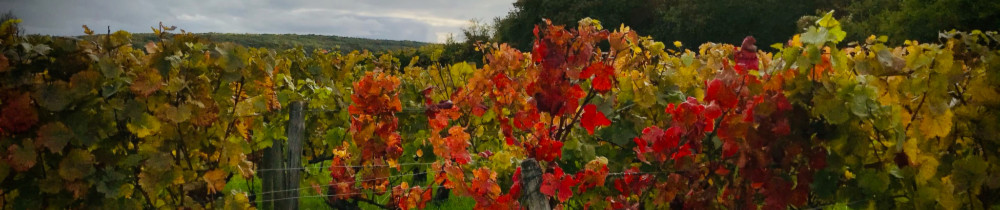 Angélique C. (Conciergerie les vignes ...
