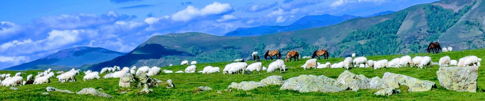 Guillaume P. (GOOD BOY)