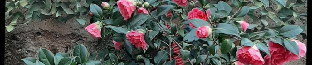 Michael B. (MCL Services 89)