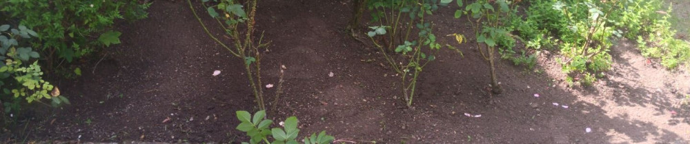 Dylann Q. (D.L services)