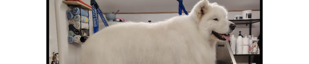 Flavie C. (Flavie toilettage)