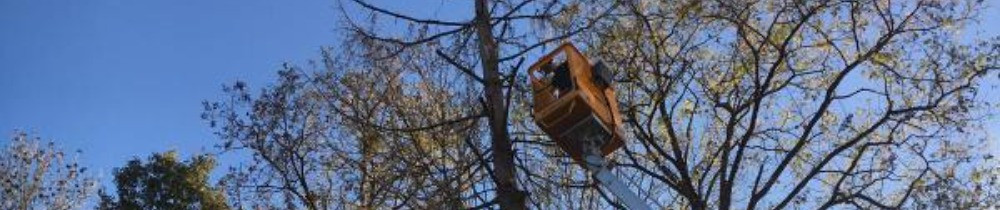 Nicolas T. (nsev paysages)