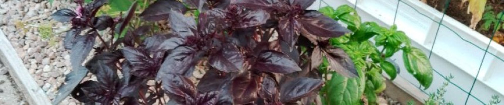 Guillaume B. (Freewood)