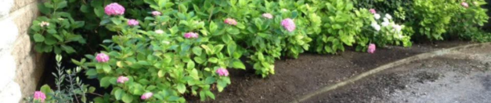 Dany G. (Passion Jardin paysagiste)