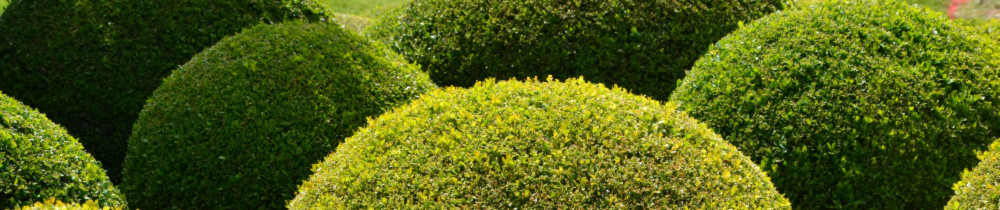 Florian G. (Lônes Parcs et Jardins)