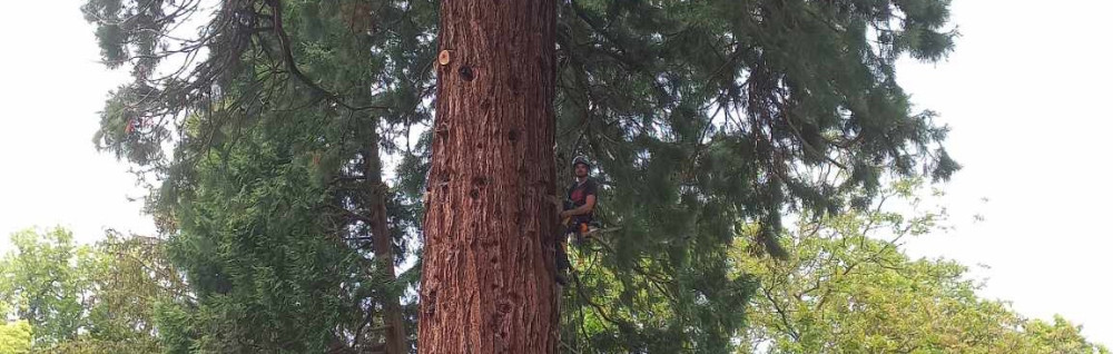 Florian A. (MF élagage)