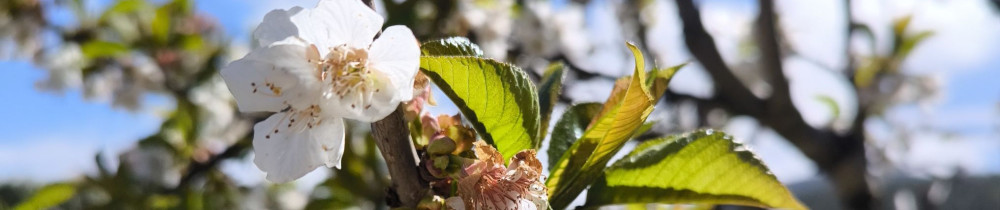 Jennifer D. (MJ ARTiste)