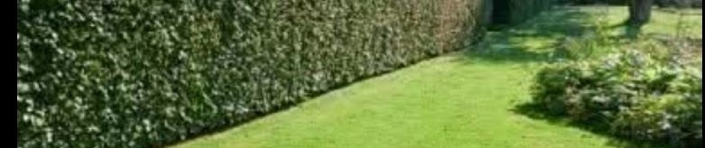 Samuel D. (Rapide Services)