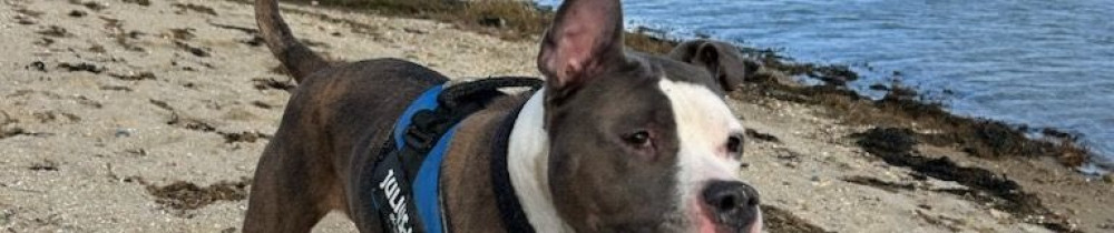 David L. (breizhdog56)