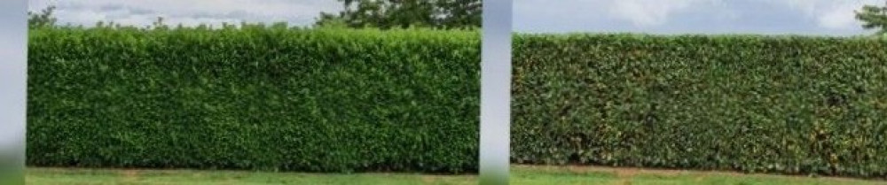 Jean D. (Speed nettoyage)