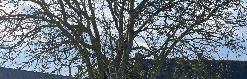 Logan F. (LF ÉLAGAGE)