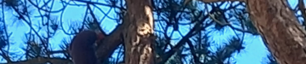 Josue W. (Bûcheron elagueur)