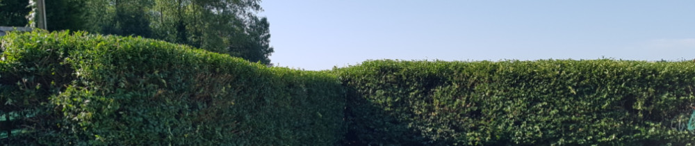 Pascal L. (LP multiservices)