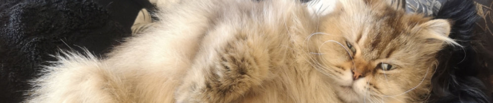 Julie P. (Julie & Ses 4 Pattes)