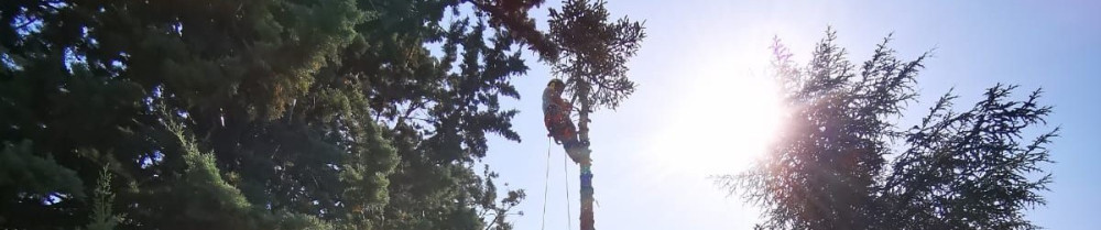 Noodles G. (élagage Gazeaux)