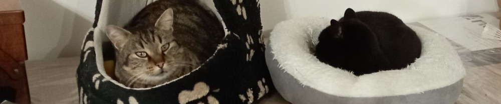 Laurence B. (Magne&Tic Laurence)