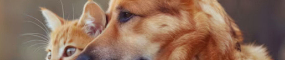 Dorine R. (L’Echo des Sabots)