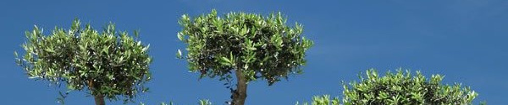 Julien L. (Azur services)