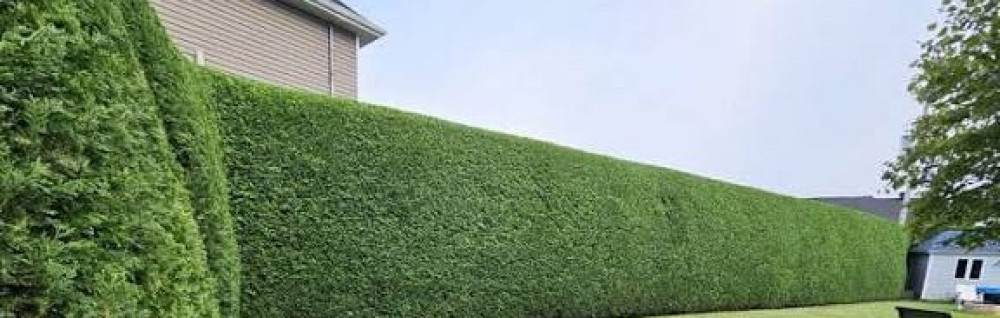 Maiky B. (le Piaf des jardins)