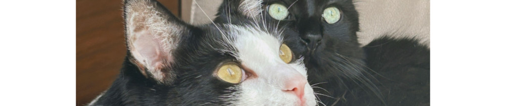 Lolita V.