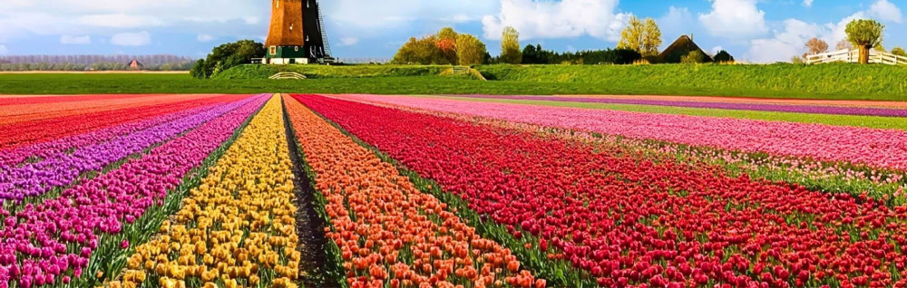 Manolo D. (harmonie jardin41)