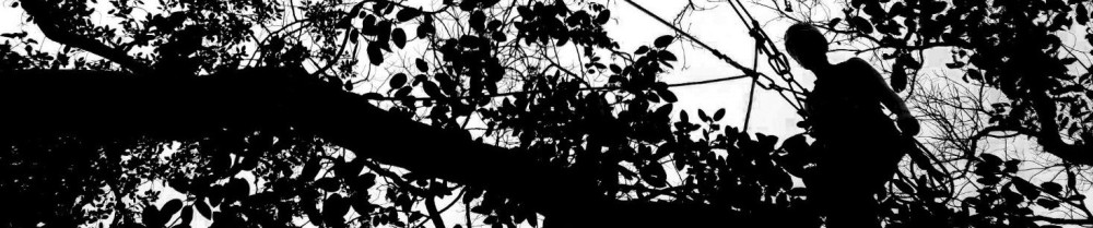 Chêne de Montagne-Élagage et espaces v...