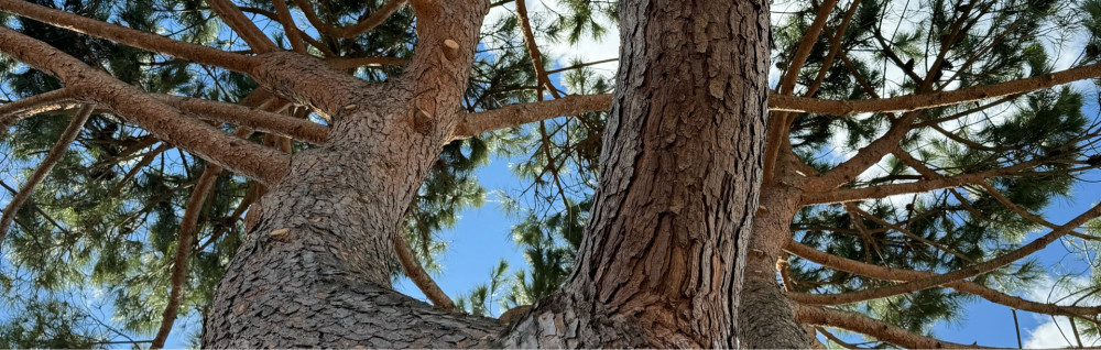 Julien E. (Espy Élagage / Espaces vert...