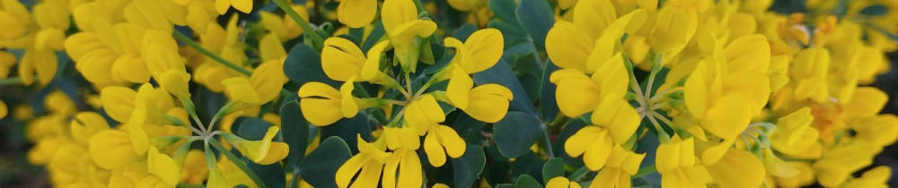 Thomas D. (Thomas Duhomme Espace Vert)