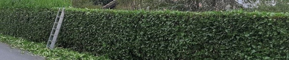 Stany C. (Cs Espace Vert)