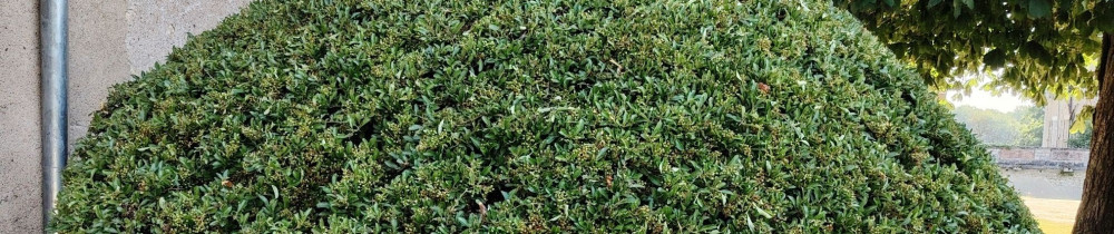 Marc F. (paysagiste forestier)