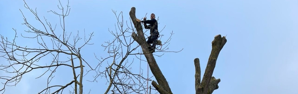 Corentin D. (C2 élagage)