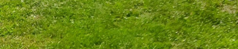 Abdel Z. (ABDEL JARDINS SERVICES)