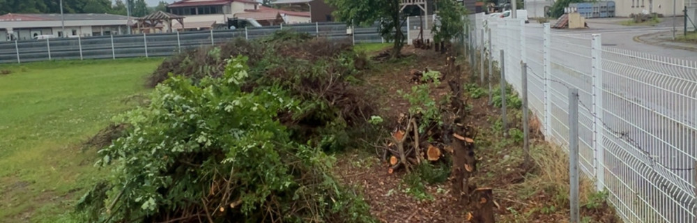 Tylan G. (VGT renov)