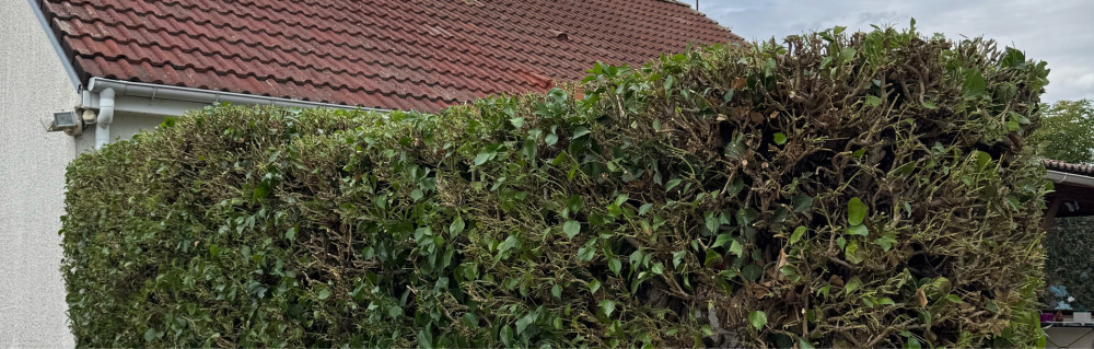 Arthur L. (L.A Eco’Paysage)