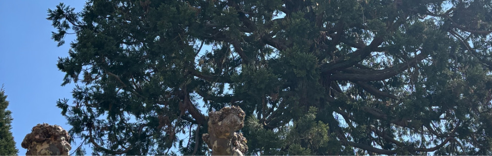 Tony C. (tony Ô castel)