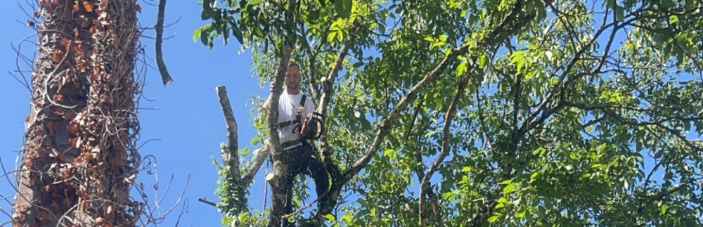 Newton C. (Chatelain)