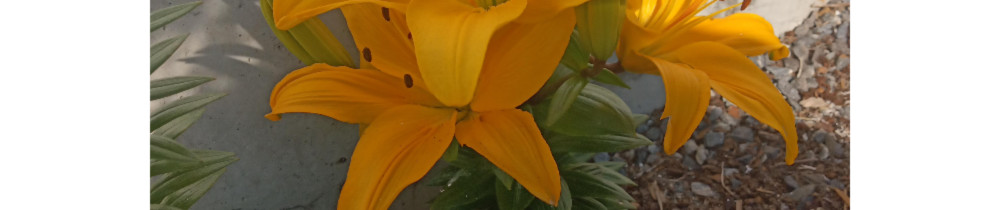 Annie P. (Annie Perrot)