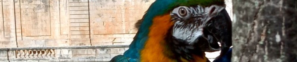 Sébastienne L. (Sébastienne Lawton)