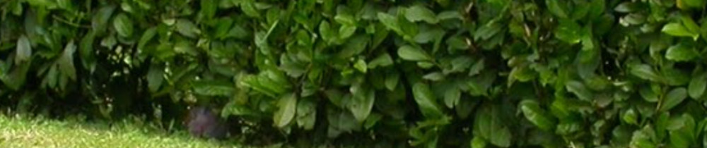 Khaled H. (Khaled hachemi)