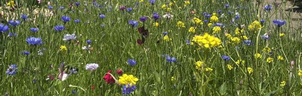 Ludovic F. (Ludovic Frey)