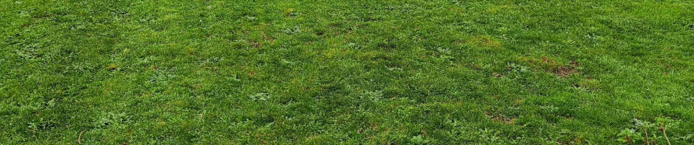 Rodrigue M. (O Pays Du Jardin)