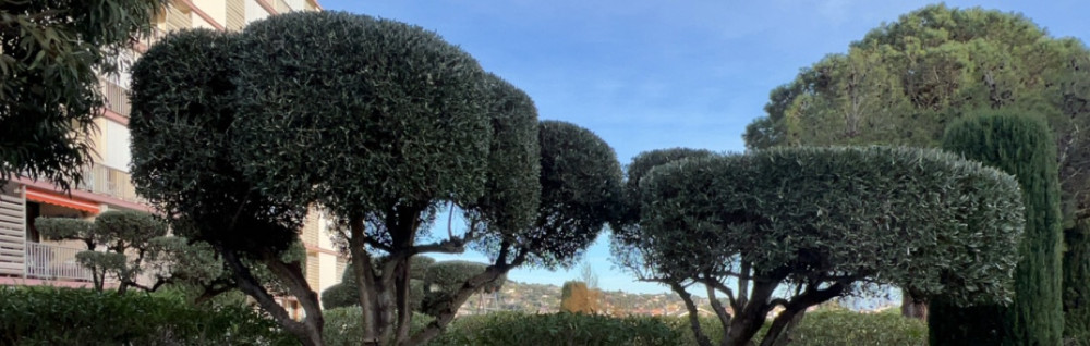 Thomas C. (Mathos garden)